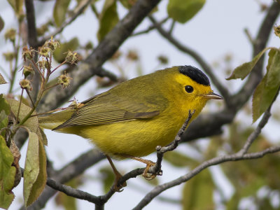 Wilson's Warbler (Cardellina pusilla) Svartkronad skogssångare
