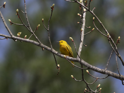 American Yellow Warbler (Setophaga aestiva) Gul skogssångare
