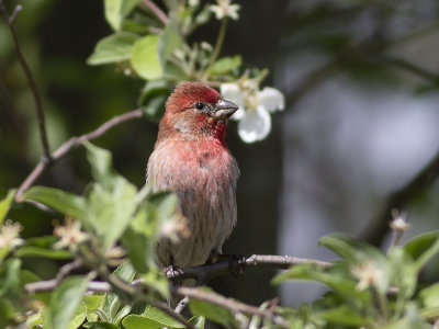 House Finch (Haemorhous mexicanus) Husfink