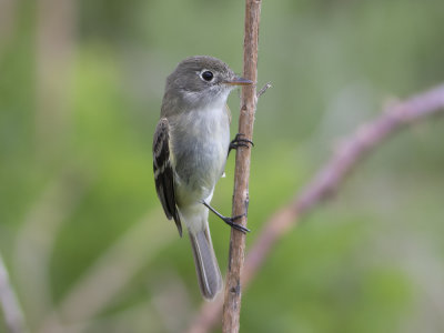 Least Flycatcher (Empidonax minimus) Dvärgempid