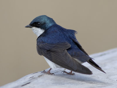Tree Swallow (Tachycineta bicolor) Trädsvala