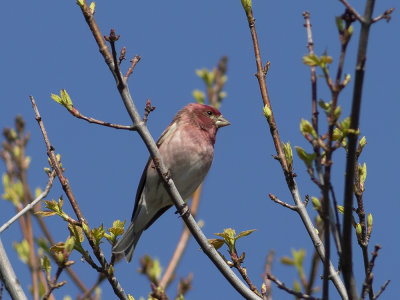 Purple Finch (Haemorhous purpureus) Purpurfink 