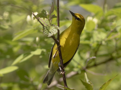 Blue-winged Warbler (Vermivora cyanoptera) Blåvingad skogssångare