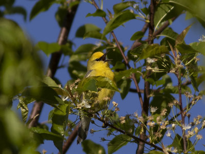 Blue-winged Warbler (Vermivora cyanoptera) Blåvingad skogssångare