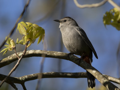 Grey Catbird (Dumetella carolinensis) Grå kattfågel