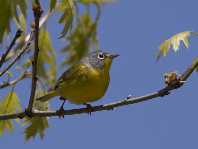 Nashville Warbler (Leiothlypis ruficapilla) Nashvilleskogssångare