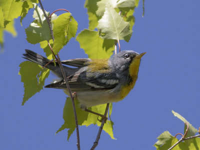 Northern Parula (Setophaga americana) Messångare