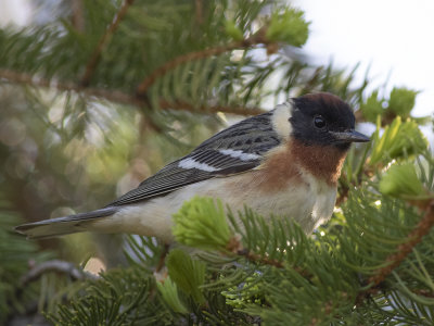 Bay-breasted Warbler (Setophaga castanea) Brunbröstad skogssångare
