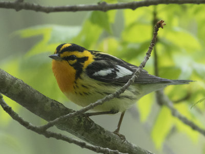 Blackburnian Warbler (Setophaga fusca) Orangestrupig skogssångare