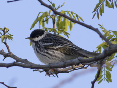 Blackpoll Warbler (Setophaga striata) Vitkindad skogssångare