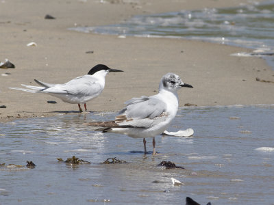 Bonaparte's Gull (Chroicocephalus philadelphia) Trädmås