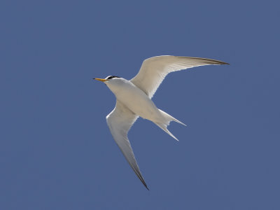Least Tern (Sternula antillarum) Amerikansk småtärna