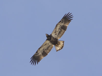 Bald Eagle (Haliaeetus leucocephalus) Vithövdad havsörn