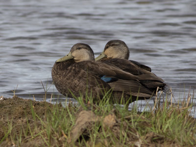 American Black Duck (Anas rubripes) Svartand