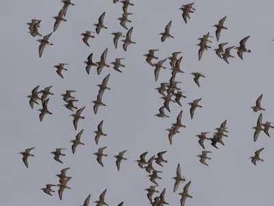 Semipalmated & White-rumped Sandpiper (Calidris pusilla & fuscicollis)	Sandsnppa & Vitgumpsnppa
