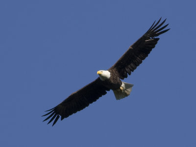 Bald Eagle (Haliaeetus leucocephalus)	Vithvdad havsrn