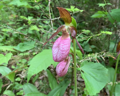 Pink Lady's Slipper (Cypripedium acaule) Guckusko