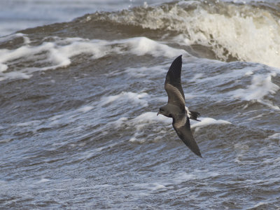 Leach's Storm Petrel (Oceanodroma leucorhoa) Klykstjärtad stormsvala