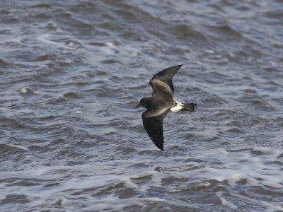 Leach's Storm Petrel (Oceanodroma leucorhoa) Klykstjärtad stormsvala