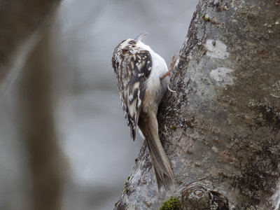 Brown Creeper (Certhia americana) Amerikansk trdkrypare