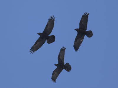 Northern Raven (Corvus corax) Korp