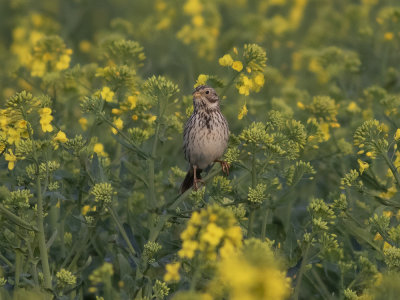 Corn Bunting (Emberiza calandra) Kornsparv