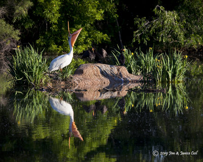 Yawning Pelican 2, Kaysville, UT