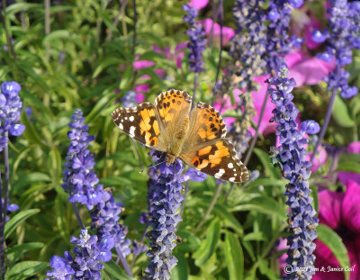 Butterfly, Temple Square, SLC, UT