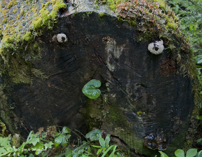 Grump Stump, OR