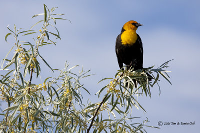 Yellow Headed Blackbird, Kaysville Ponds
