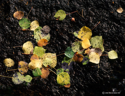 Aspen Leaves, RMNP, CO