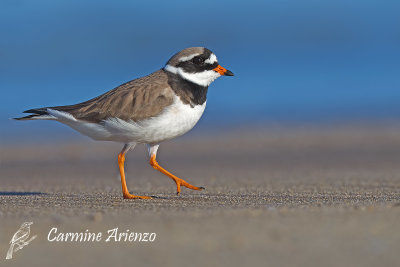 Ringed plover - charadrius hiaticula - Linnaeus - Corriere grosso