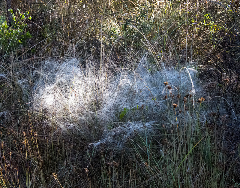 ..giant Cobweb..