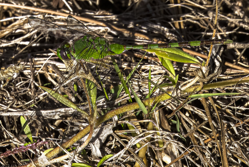 Eastern Pondhawk  -female-