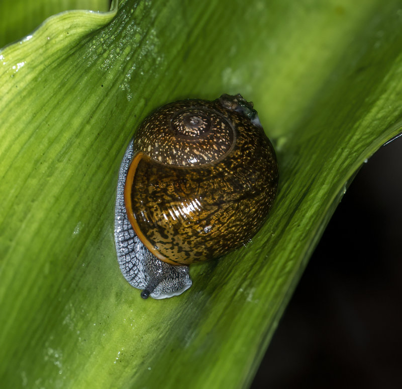 ..large brown land snail..