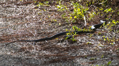 Water moccasin
