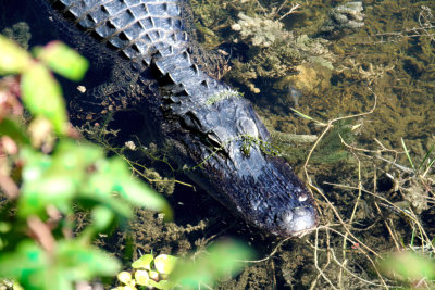 Alligator ..sunning..