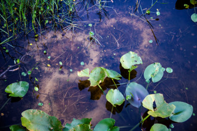 Fish nests ..with fish..