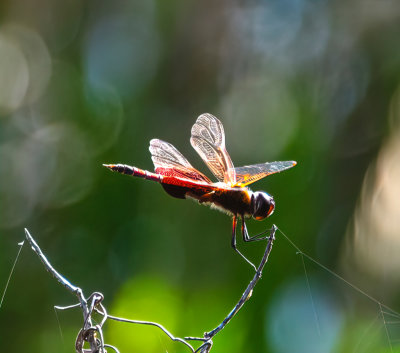 Tramea Carolina