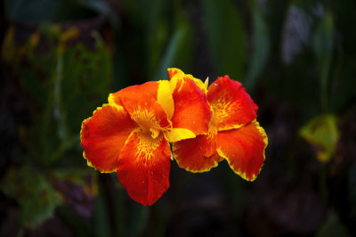 Canna Lily