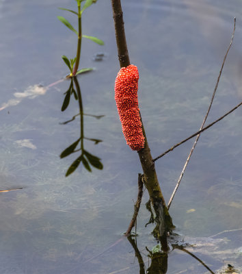 Channeled Apple Snail eggs