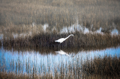 Great Egret in fog