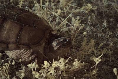 Snapping turtle