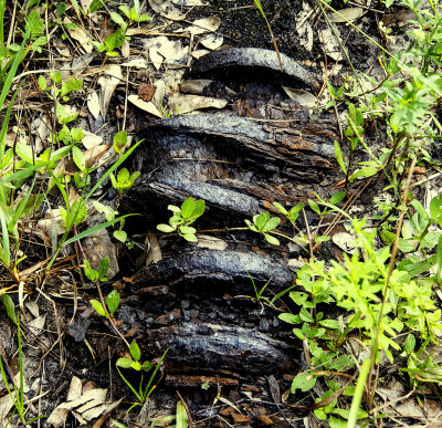 abandoned crank shaft