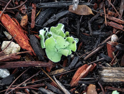 green Lichen