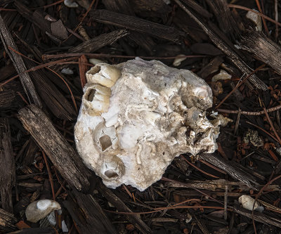 Barnacles