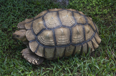This is Tomar a female Sulcata Tortoise  80 lbs
