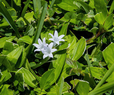 very small white Lilly in the grass