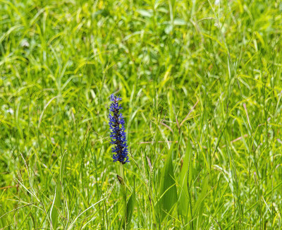 Meadow Blue Lupin