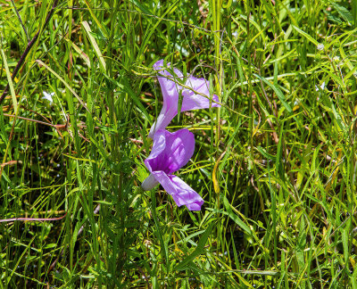 purple Wild Lilly